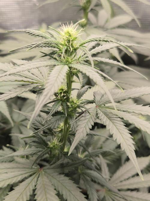 Amsterdam Amnesia FEM #2. Week 11