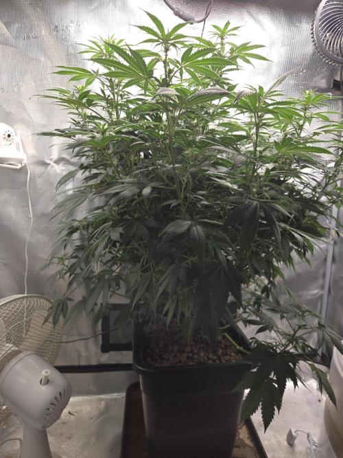 Amsterdam Amnesia FEM #2. Week 11