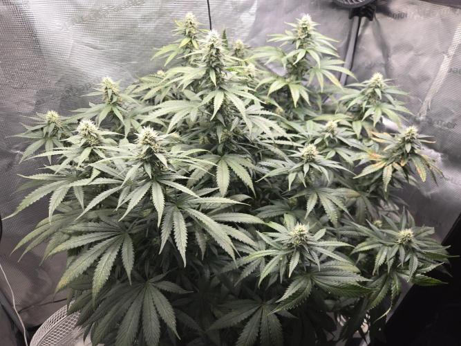 Amsterdam Amnesia FEM #2. Week 12