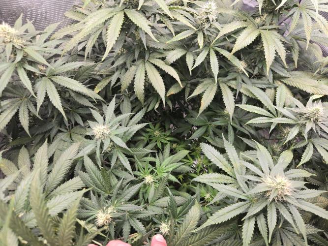 Amsterdam Amnesia FEM #2. Week 12
