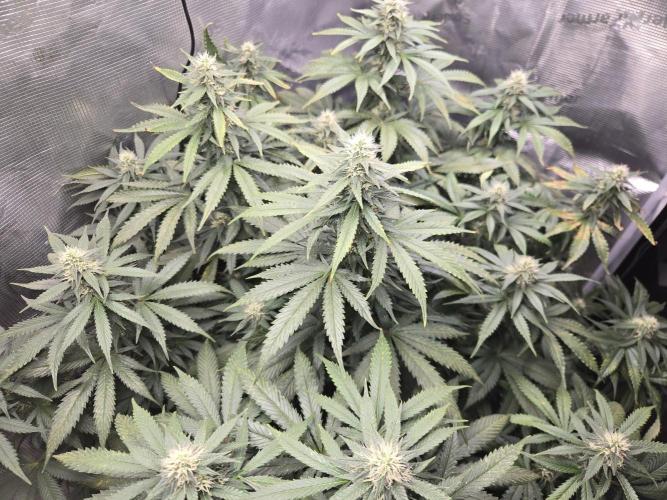 Amsterdam Amnesia FEM #2. Week 12