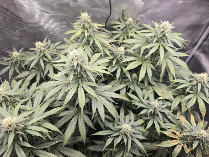 Amsterdam Amnesia FEM #2. Week 12