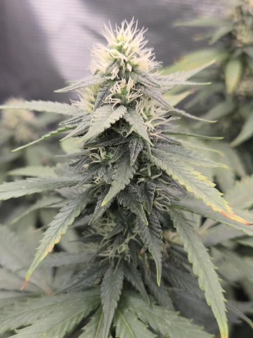 Amsterdam Amnesia FEM #2. Week 12