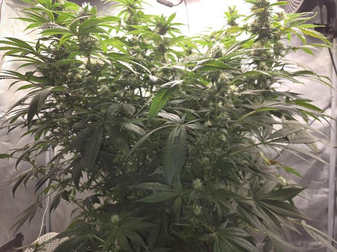 Grow Tent 4’x2’x5′ (120cm x 60cm x 150cm). Week 12