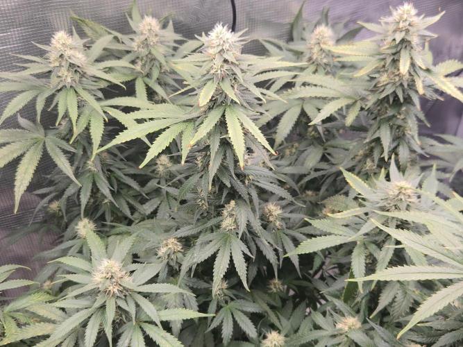 Amsterdam Amnesia FEM #2. Week 13