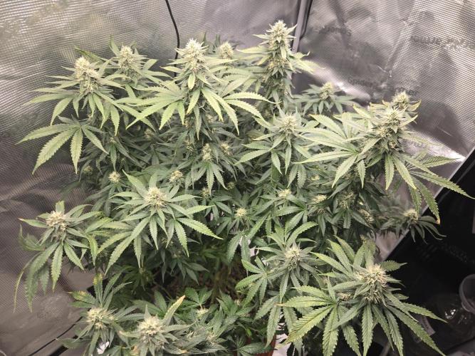 Amsterdam Amnesia FEM #2. Week 13
