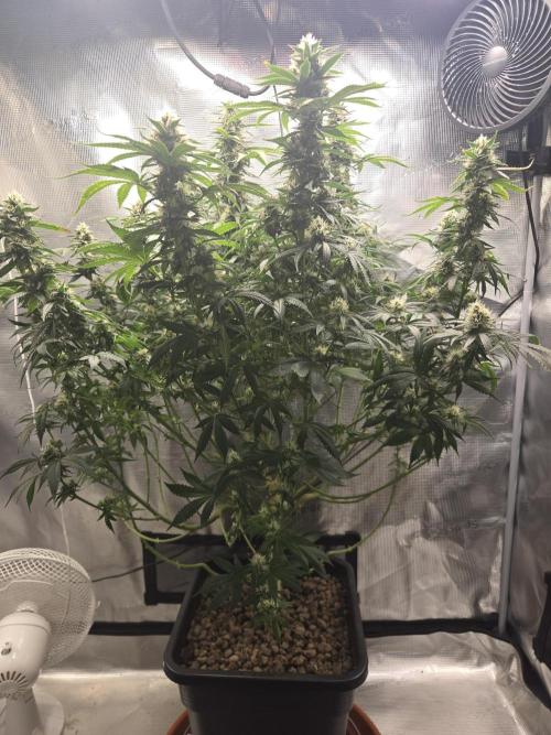 Amsterdam Amnesia FEM #2. Week 13