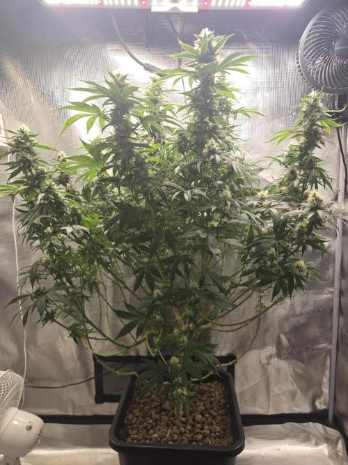 Amsterdam Amnesia FEM #2. Week 13