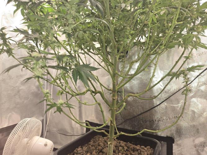 Amsterdam Amnesia FEM #2. Week 13
