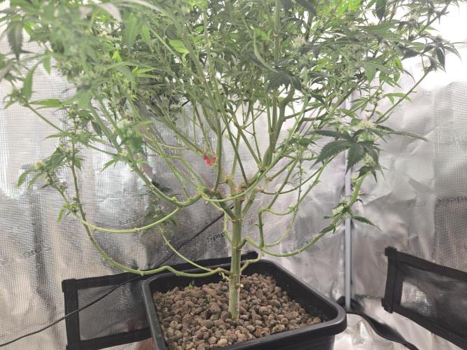 Amsterdam Amnesia FEM #2. Week 13