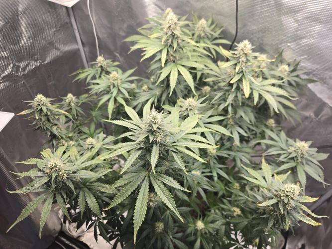 Amsterdam Amnesia FEM #2. Week 13