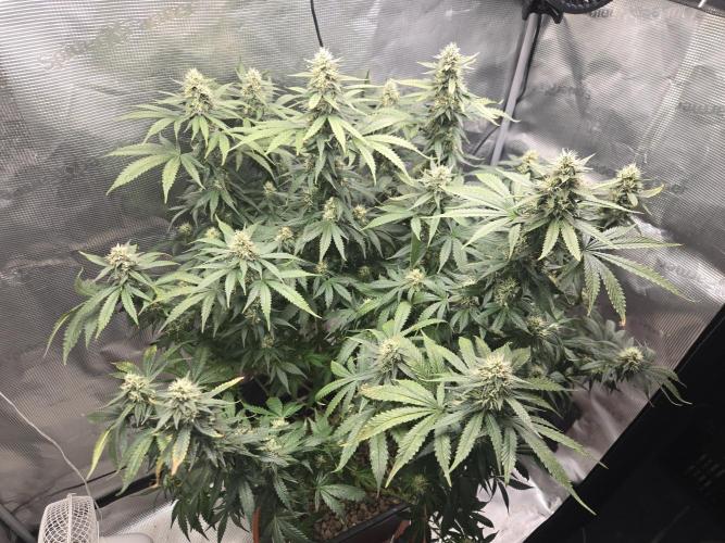 Amsterdam Amnesia FEM #2. Week 13