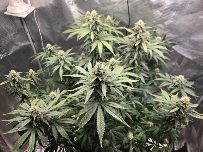 Grow Tent 4’x2’x5′ (120cm x 60cm x 150cm). Week 13