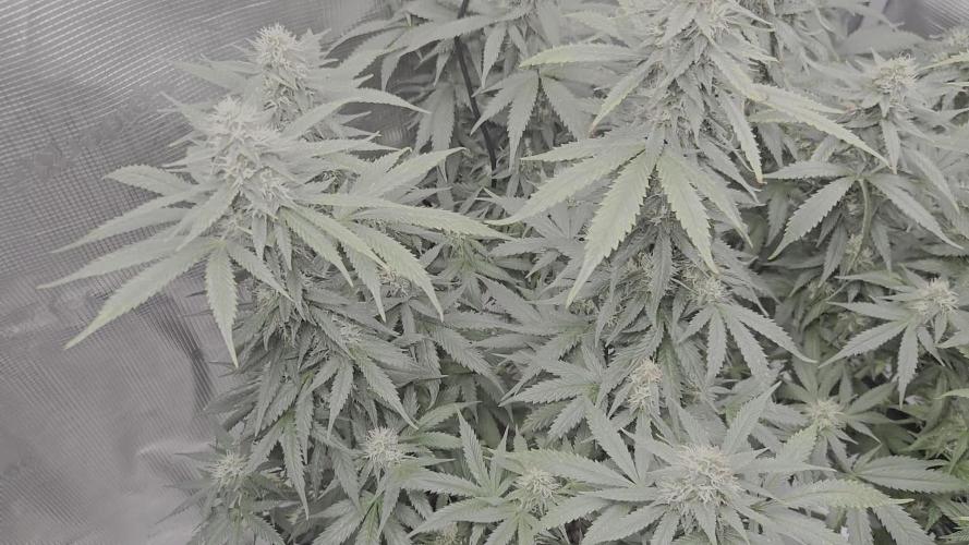 Amsterdam Amnesia FEM #2