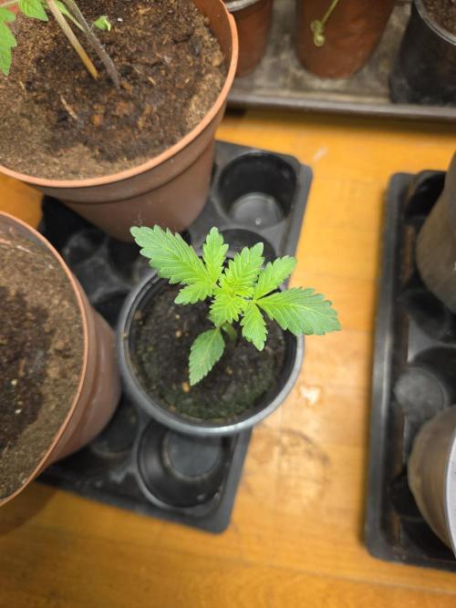 Shogun rQs #1. Week 0