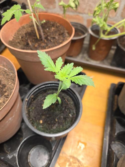 Shogun rQs #1. Week 0