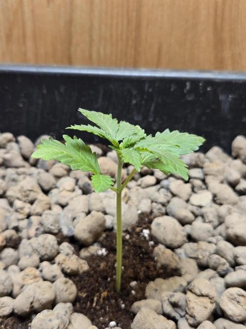 Shogun rQs #1. Week 1