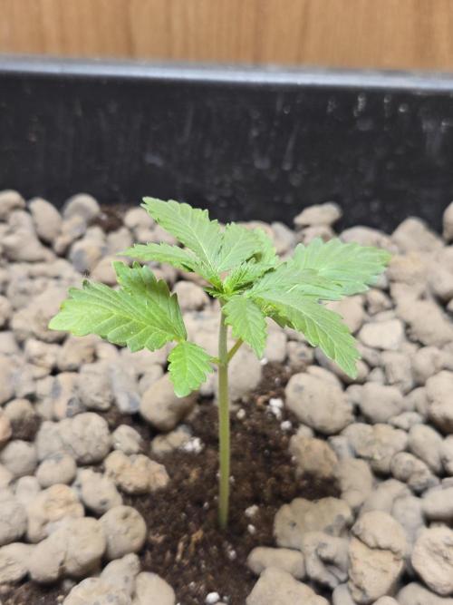 Shogun rQs #1. Week 1