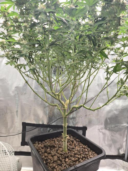 Amsterdam Amnesia FEM #2. Week 14