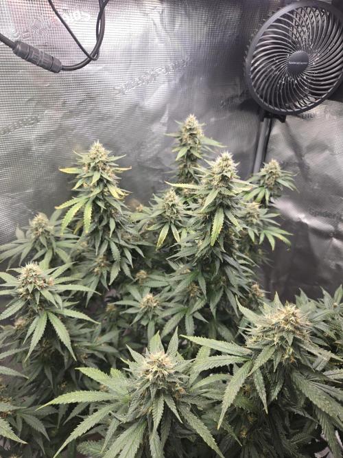 Amsterdam Amnesia FEM #2. Week 14