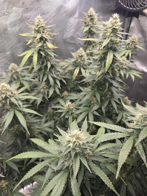 Amsterdam Amnesia FEM #2. Week 14