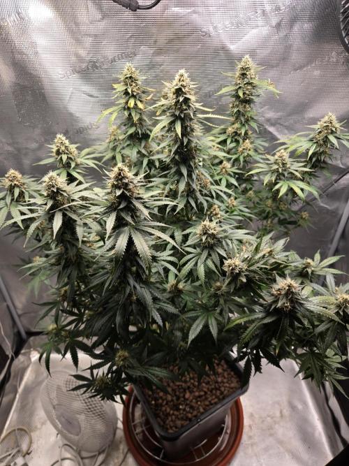 Amsterdam Amnesia FEM #2. Week 14