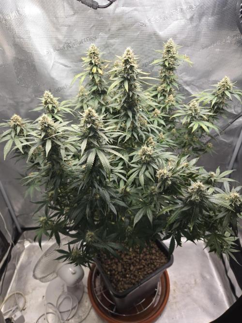 Amsterdam Amnesia FEM #2. Week 14