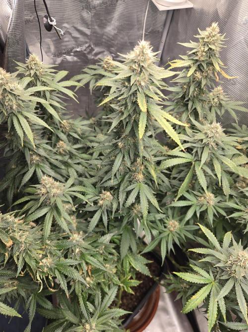 Grow Tent 4’x2’x5′ (120cm x 60cm x 150cm). Week 14