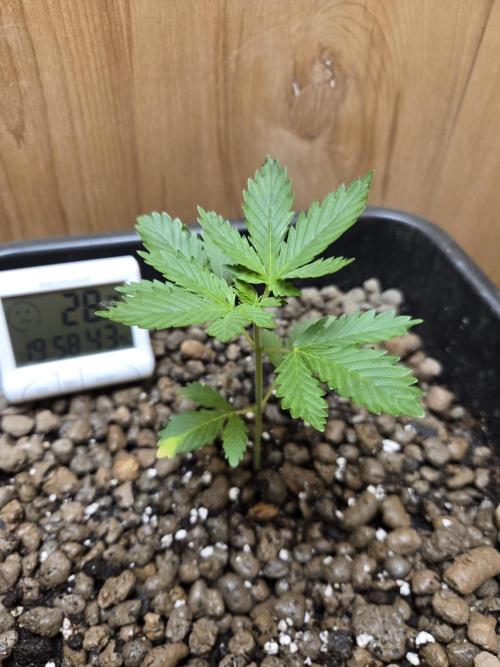Shogun rQs #1. Week 1
