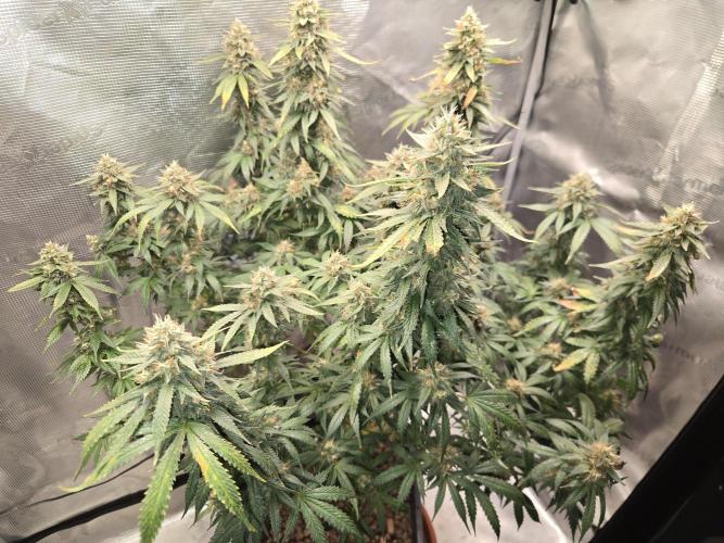Amsterdam Amnesia FEM #2. Week 15