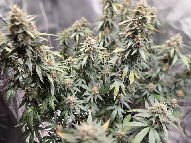 Amsterdam Amnesia FEM #2. Week 15