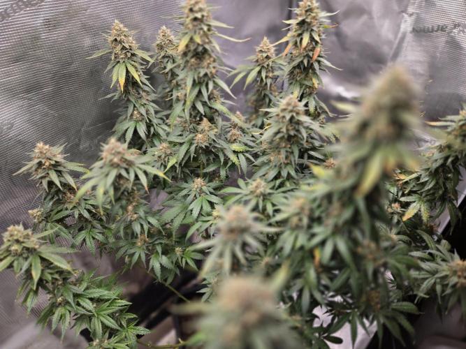 Amsterdam Amnesia FEM #2. Week 15