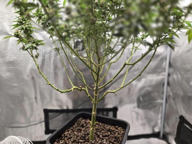 Amsterdam Amnesia FEM #2. Week 15