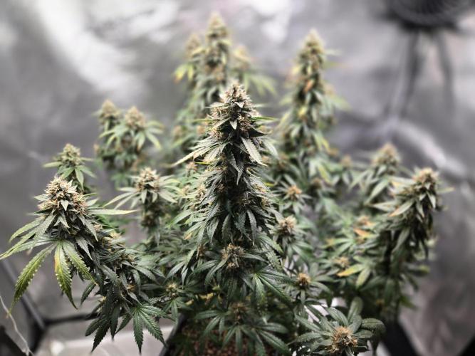 Amsterdam Amnesia FEM #2. Week 15