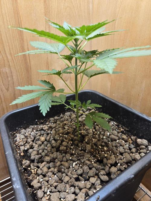 Shogun rQs #1. Week 2