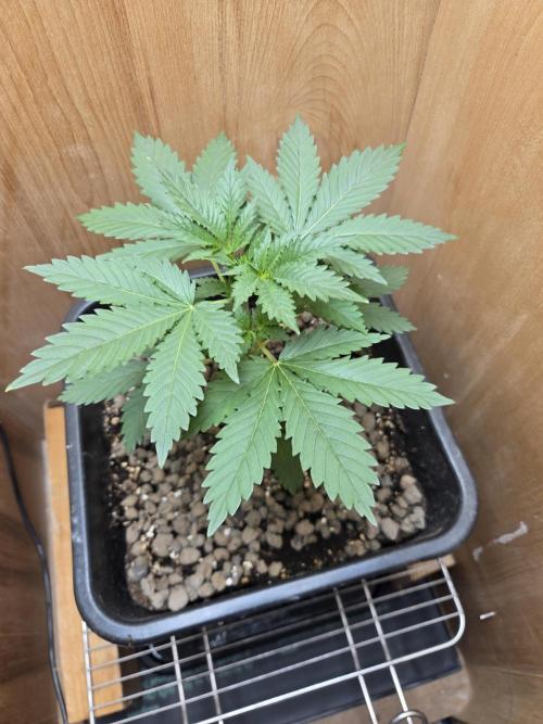 Shogun rQs #1. Week 2