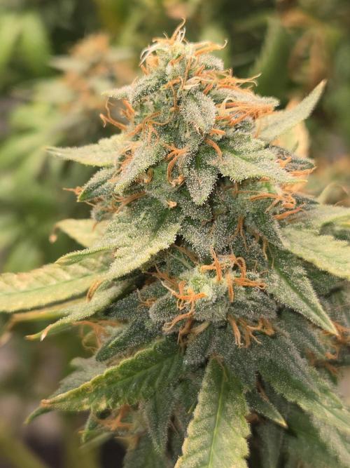Amsterdam Amnesia FEM #2. Week 16