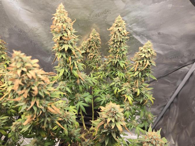 Amsterdam Amnesia FEM #2. Week 16