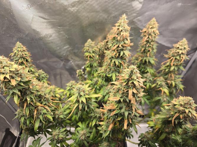 Amsterdam Amnesia FEM #2. Week 16