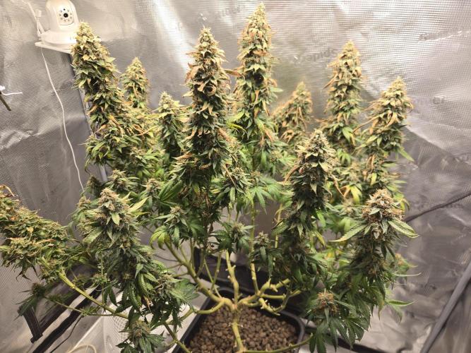 Amsterdam Amnesia FEM #2. Week 16