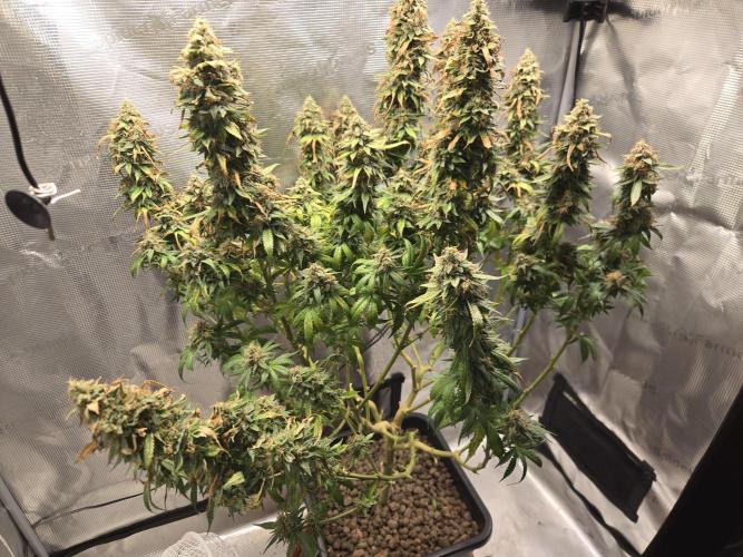 Amsterdam Amnesia FEM #2. Week 16