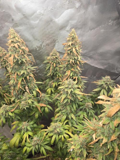 Amsterdam Amnesia FEM #2. Week 16