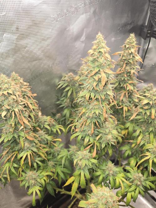 Amsterdam Amnesia FEM #2. Week 16