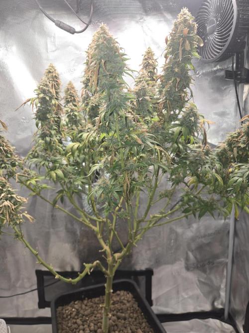 Amsterdam Amnesia FEM #2. Week 16