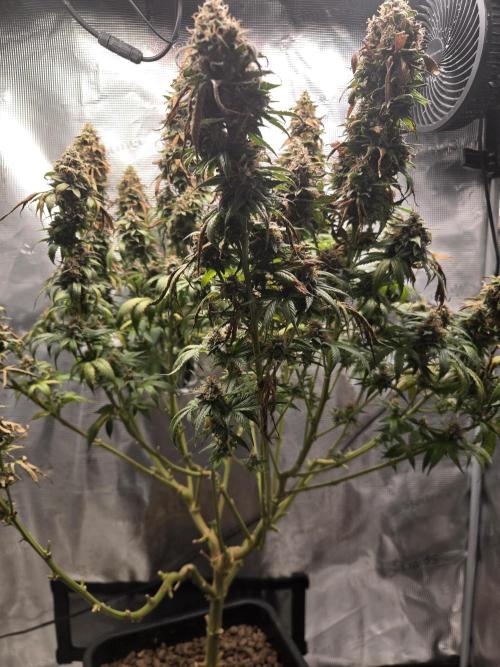 Amsterdam Amnesia FEM #2. Week 16