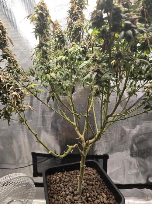 Amsterdam Amnesia FEM #2. Week 16