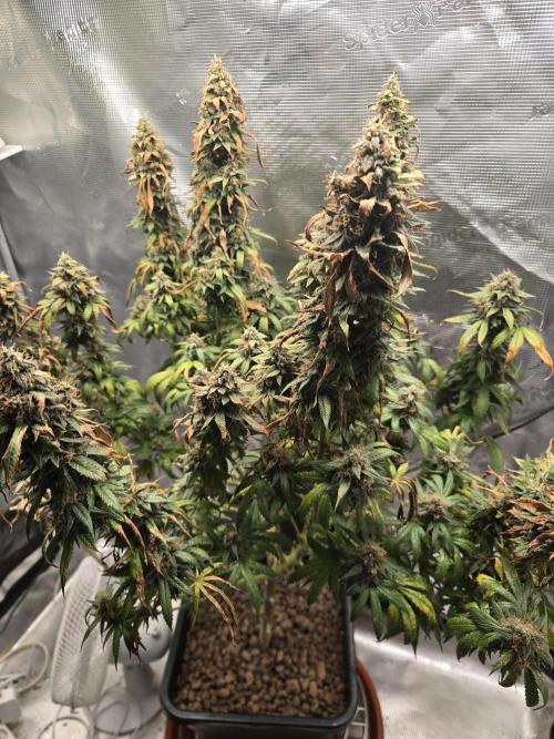 Amsterdam Amnesia FEM #2. Week 16