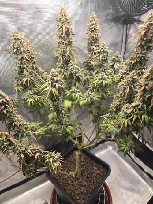 Amsterdam Amnesia FEM #2. Week 16