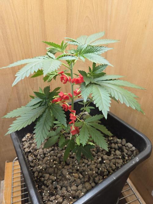 Shogun rQs #1. Week 2