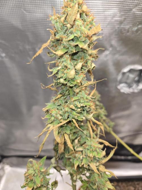 Amsterdam Amnesia FEM #2. Week 17